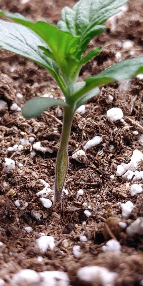 Royal Critical | Indoor | Wintergrow. Week 2 - #1