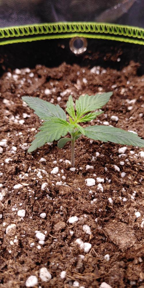 Royal Critical | Indoor | Wintergrow. Week 2 - #2, Day 21