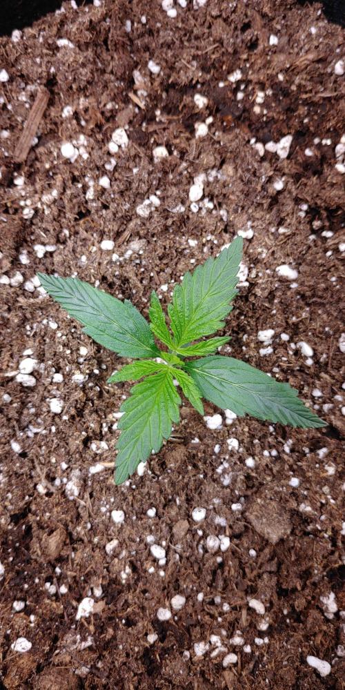 Royal Critical | Indoor | Wintergrow. Week 2 - #2