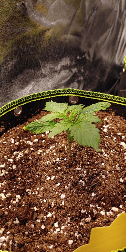 Royal Critical | Indoor | Wintergrow. Week 2 - #3