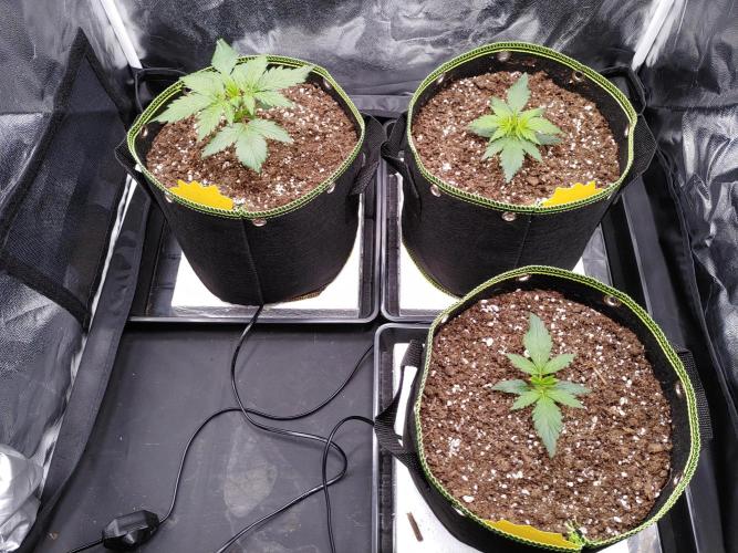 Royal Critical | Indoor | Wintergrow. Week 3