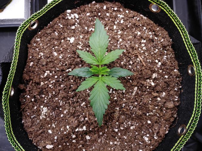 Royal Critical | Indoor | Wintergrow. Week 3 - #1