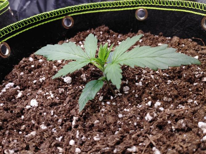 Royal Critical | Indoor | Wintergrow. Week 3 - #1