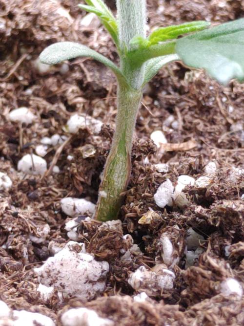 Royal Critical | Indoor | Wintergrow. Week 3 - #1, healed stem