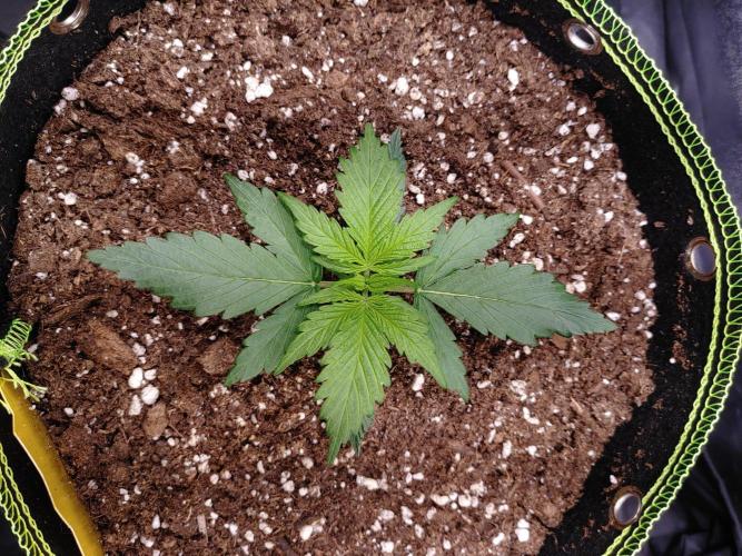 Royal Critical | Indoor | Wintergrow. Week 3 - #2