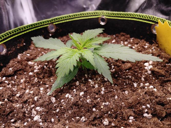 Royal Critical | Indoor | Wintergrow. Week 3 - #2