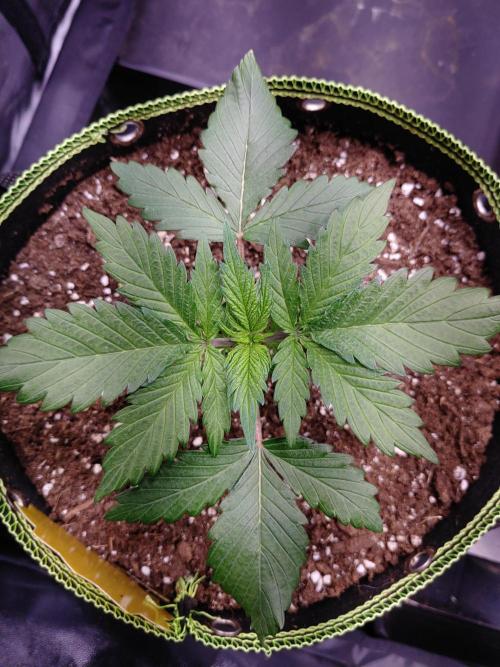 Royal Critical | Indoor | Wintergrow. Week 3 - #3