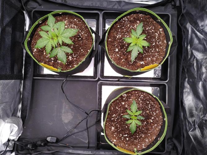 Royal Critical | Indoor | Wintergrow. Week 3 - BoomBoom Sprayed plants