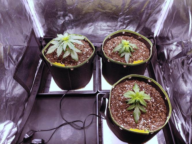 Royal Critical | Indoor | Wintergrow. Week 4