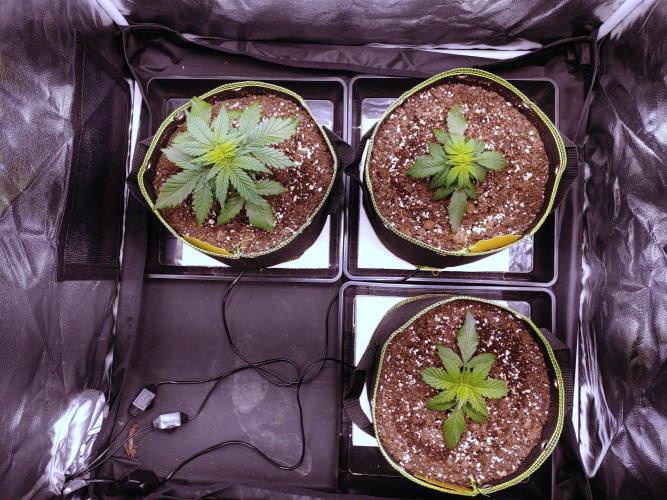 Royal Critical | Indoor | Wintergrow. Week 4