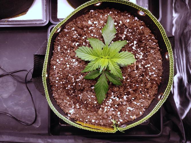 Royal Critical | Indoor | Wintergrow. Week 4 - #1