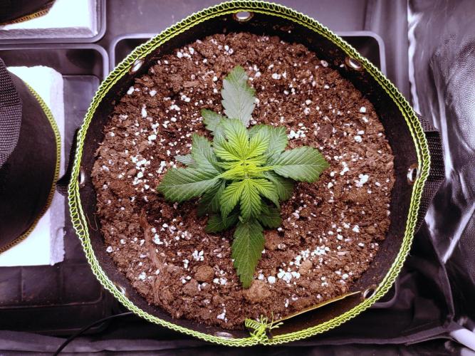 Royal Critical | Indoor | Wintergrow. Week 4 - #2