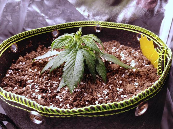 Royal Critical | Indoor | Wintergrow. Week 4 - #2