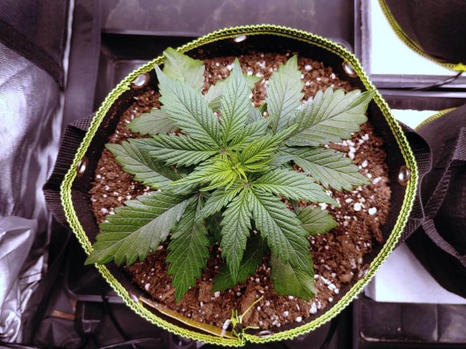 Royal Critical | Indoor | Wintergrow. Week 4 - #3