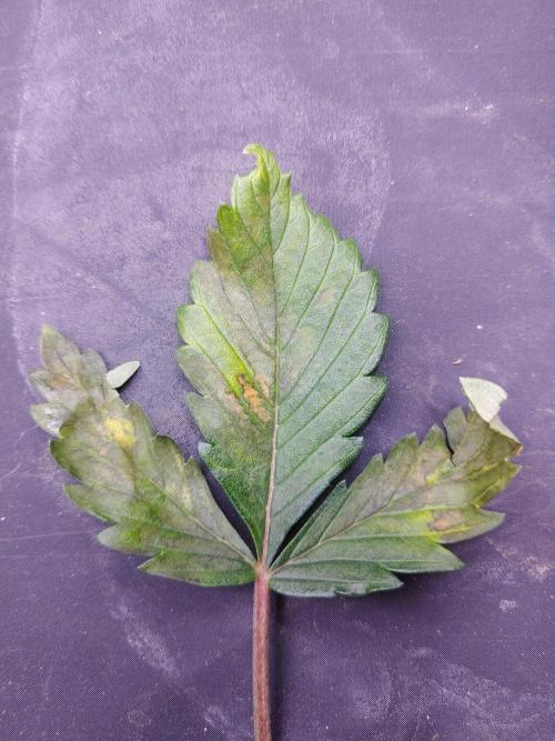 Royal Critical | Indoor | Wintergrow. Week 5 - Front