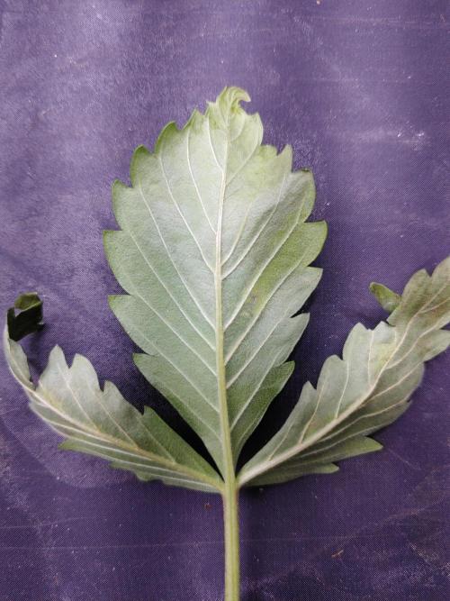 Royal Critical | Indoor | Wintergrow. Week 5 - Back