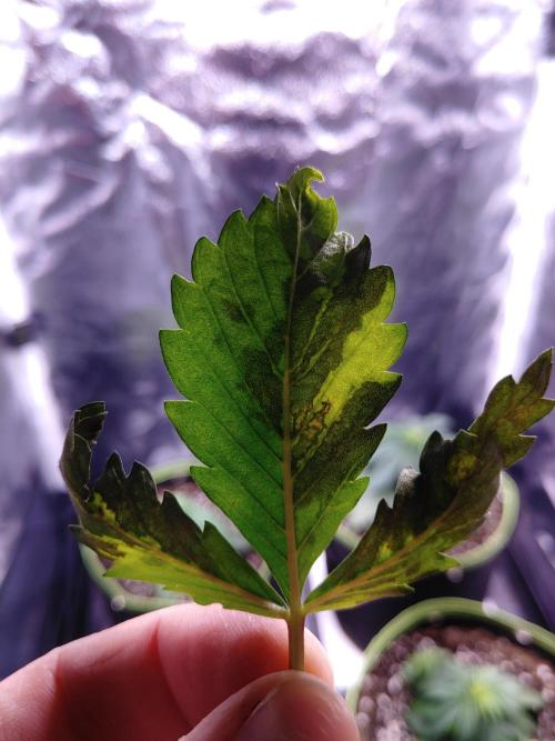 Royal Critical | Indoor | Wintergrow. Week 5 - Back, with backlight