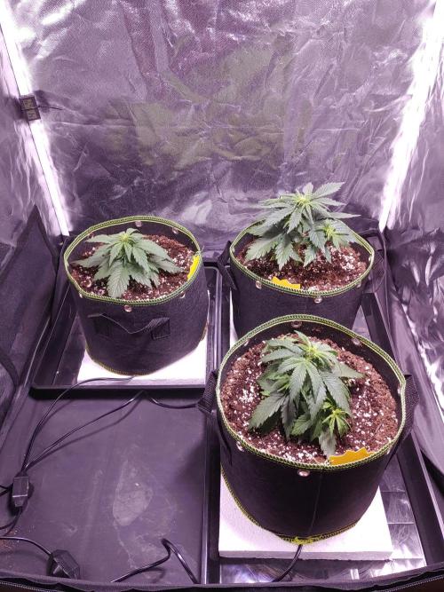 Royal Critical | Indoor | Wintergrow. Week 5