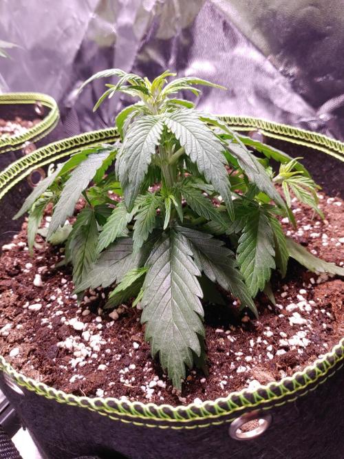 Royal Critical | Indoor | Wintergrow. Week 5 - #2