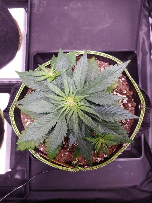 Royal Critical | Indoor | Wintergrow. Week 5 - #3