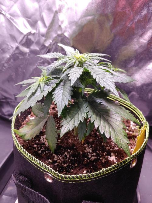 Royal Critical | Indoor | Wintergrow. Week 5 - #3