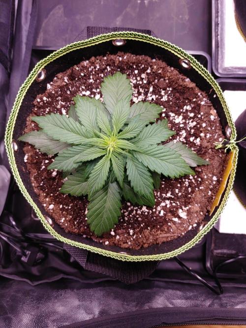 Royal Critical | Indoor | Wintergrow. Week 5 - #1