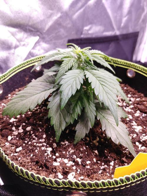 Royal Critical | Indoor | Wintergrow. Week 5 - #1