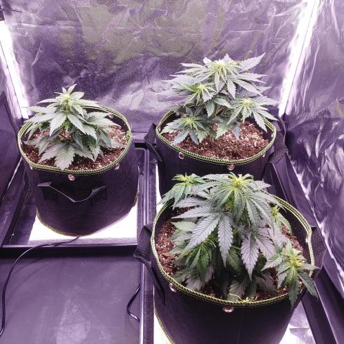 Royal Critical | Indoor | Wintergrow. Week 6