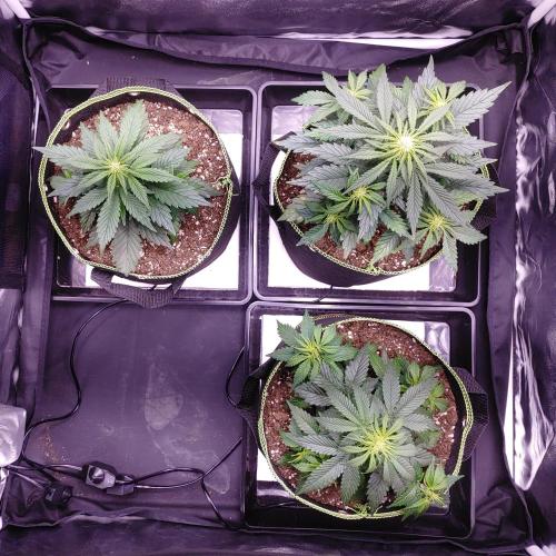 Royal Critical | Indoor | Wintergrow. Week 6