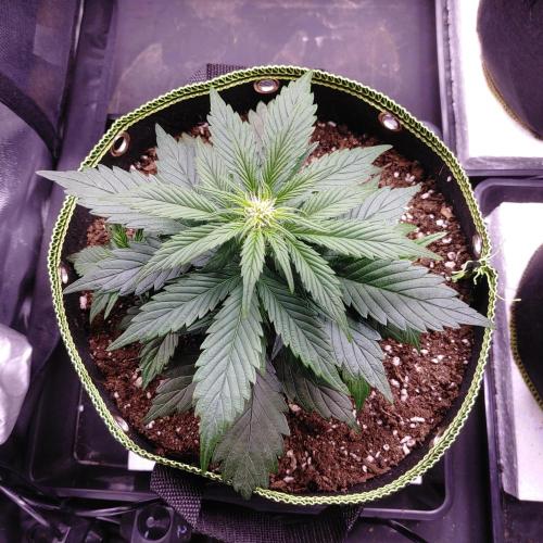 Royal Critical | Indoor | Wintergrow. Week 6 - #1