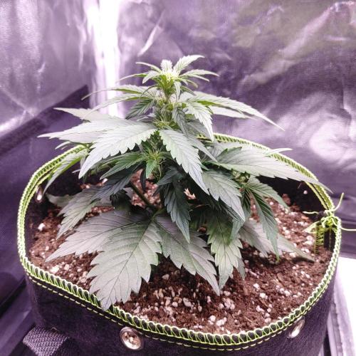 Royal Critical | Indoor | Wintergrow. Week 6 - #1