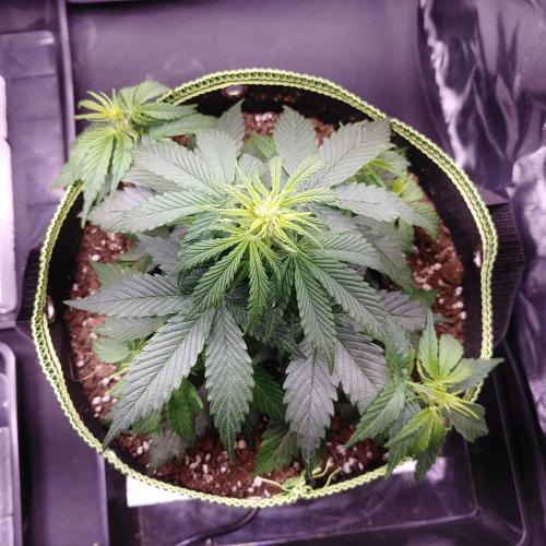 Royal Critical | Indoor | Wintergrow. Week 6 - #2