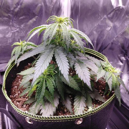 Royal Critical | Indoor | Wintergrow. Week 6 - #2