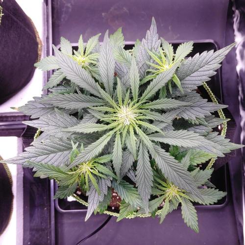 Royal Critical | Indoor | Wintergrow. Week 6 - #3