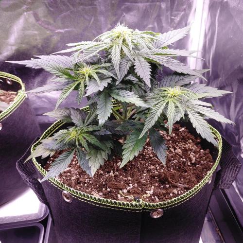 Royal Critical | Indoor | Wintergrow. Week 6 - #3