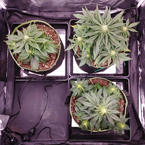 Royal Critical | Indoor | Wintergrow. Week 7