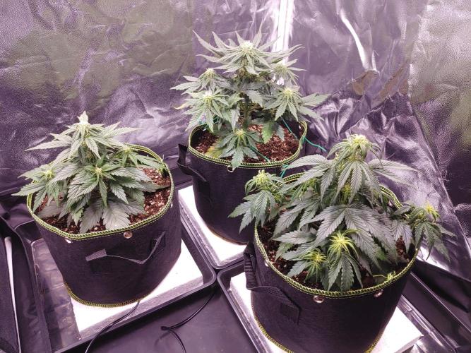 Royal Critical | Indoor | Wintergrow. Week 7