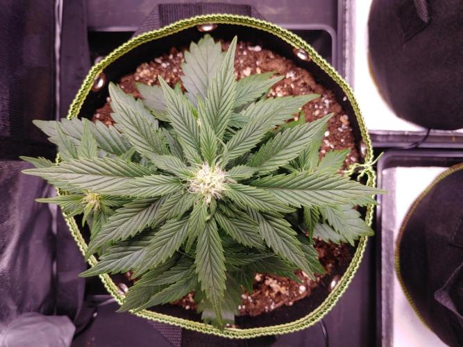 Royal Critical | Indoor | Wintergrow. Week 7 - #1