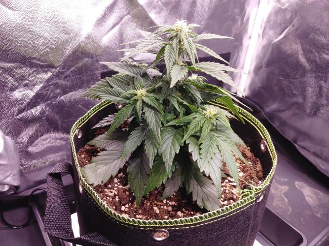 Royal Critical | Indoor | Wintergrow. Week 7 - #1