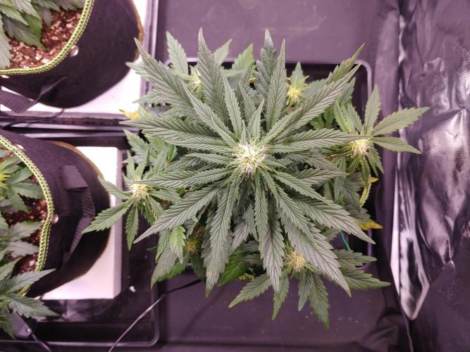 Royal Critical | Indoor | Wintergrow. Week 7 - #3