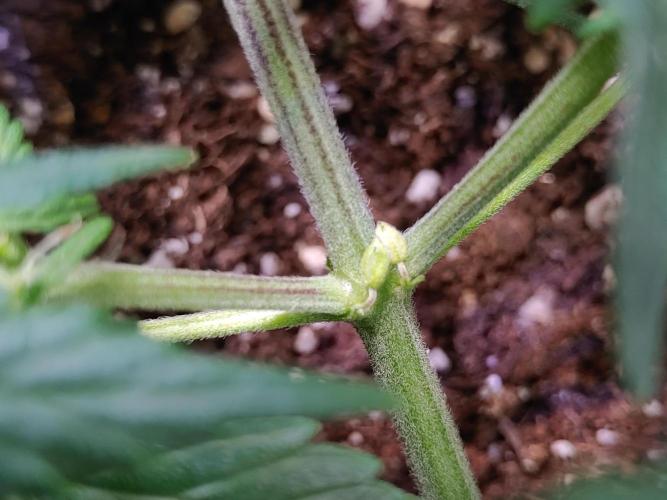 Royal Critical | Indoor | Wintergrow. Week 8 - #2 nanners