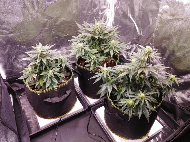 Royal Critical | Indoor | Wintergrow. Week 8