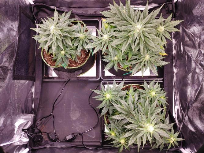 Royal Critical | Indoor | Wintergrow. Week 8