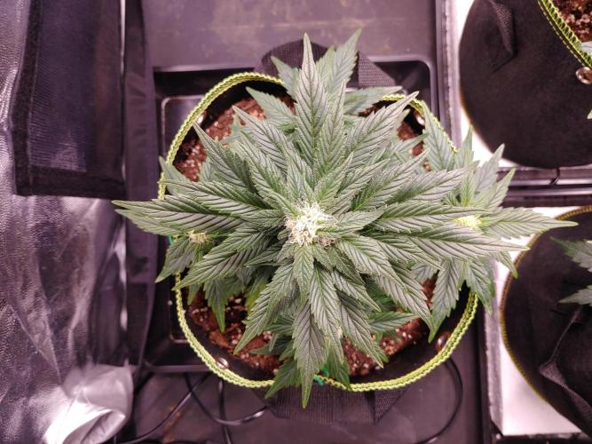 Royal Critical | Indoor | Wintergrow. Week 8 - #1