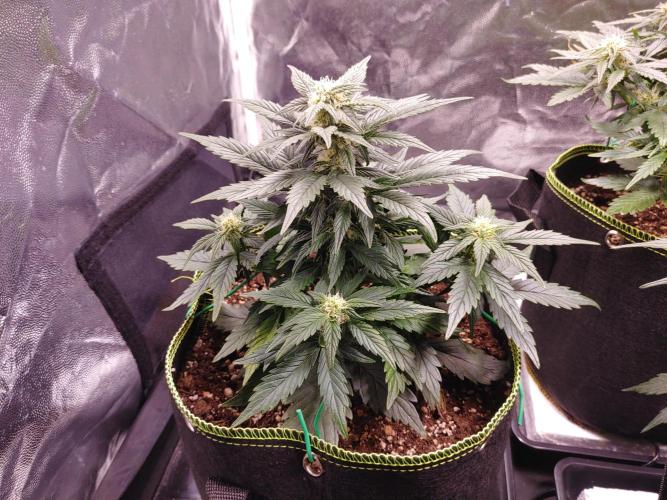 Royal Critical | Indoor | Wintergrow. Week 8 - #1