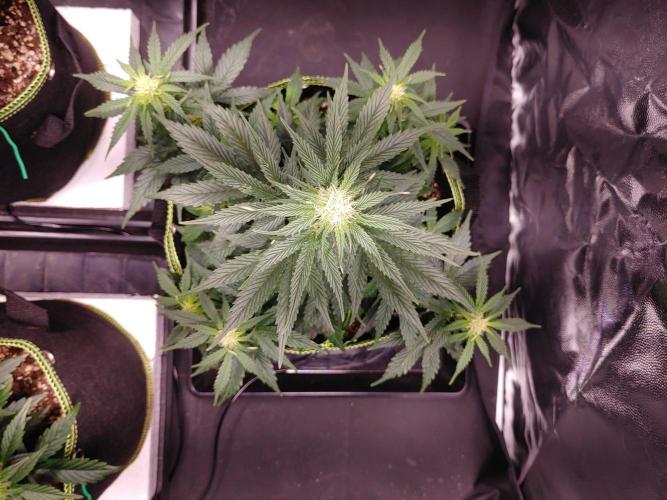 Royal Critical | Indoor | Wintergrow. Week 8 - #2