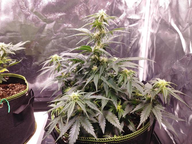 Royal Critical | Indoor | Wintergrow. Week 8 - #2