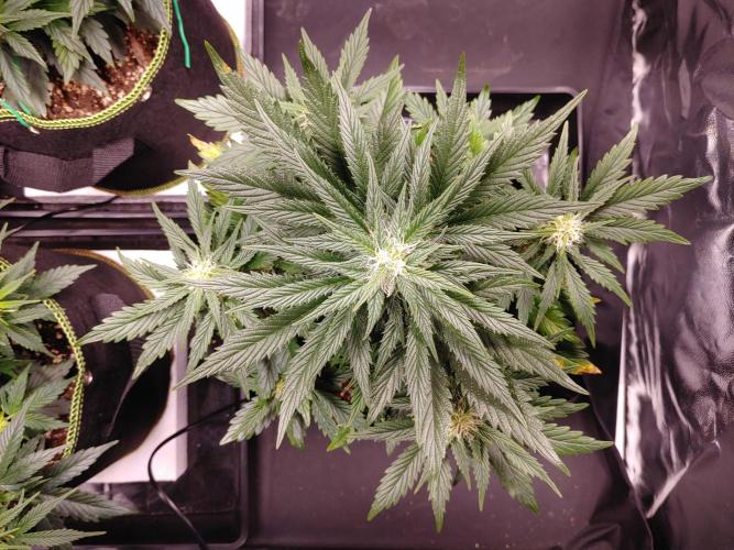 Royal Critical | Indoor | Wintergrow. Week 8 - #3