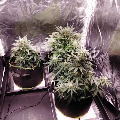 Royal Critical | Indoor | Wintergrow. Week 9