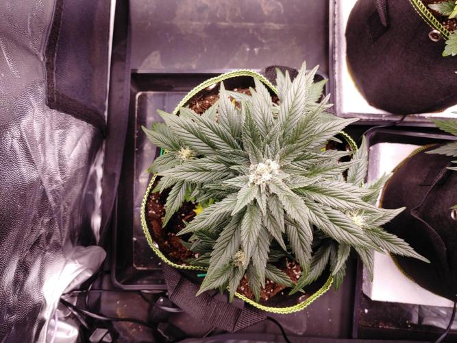 Royal Critical | Indoor | Wintergrow. Week 9 - #1